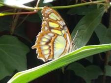 Green-and-yellow butterfly perched on a long leaf amid dense green foliage.