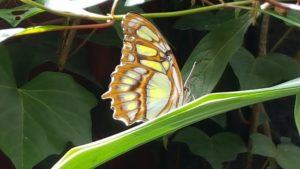 Green-and-yellow butterfly perched on a long leaf amid dense green foliage.