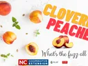 Peaches scattered on white background with text 'CLOVERBUD PEACHES' and 'What's the fuzz all about?'