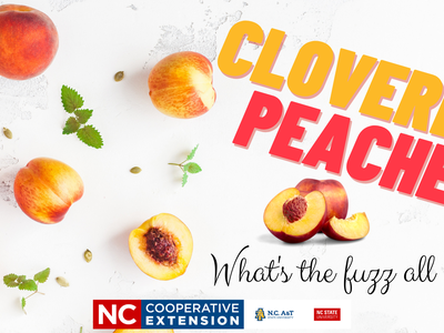 Peaches scattered on white background with text 'CLOVERBUD PEACHES' and 'What's the fuzz all about?'