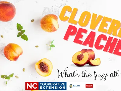 Peaches scattered on white background with text 'CLOVERBUD PEACHES' and 'What's the fuzz all about?'