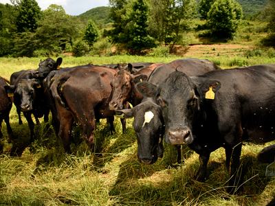 Black cows standing in grassy pasture, one with a yellow numbered ear tag