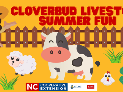 Child presenter with cow, sheep, chickens and fence; text "CLOVERBUD LIVESTOCK SUMMER FUN"