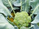 broccoli