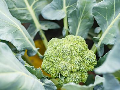 broccoli