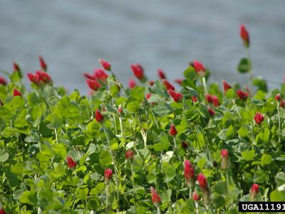 red clover