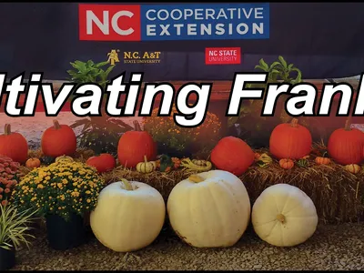 Harvest display of pumpkins, hay bales and mums with banner reading "Cultivating Franklin"