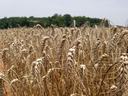 Close-up of ripe golden wheat heads in a field with trees on the horizon