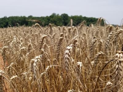 Close-up of ripe golden wheat heads in a field with trees on the horizon