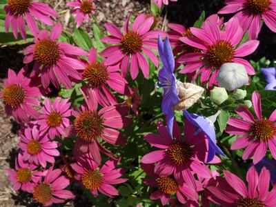 Pink coneflowers (Echinacea) clustered with blue-purple balloonflower blooms