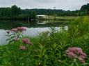 Milkweed by apple orchard irrigation pond