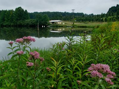 Milkweed by apple orchard irrigation pond
