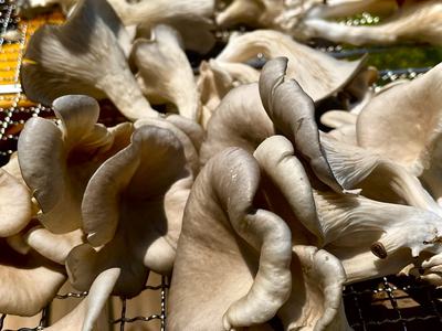 Cluster of oyster mushrooms arranged on a wire rack