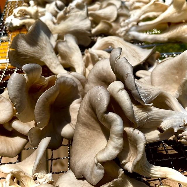 Mushrooms on a steel metal grate.