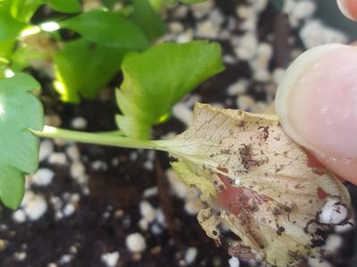  European pepper moth larva and damage to a lower pansy leaf.  Annemarie Nagle, NCSU