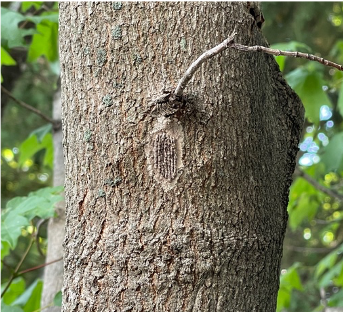 egg mass from spotted lanternfly appears on bark of tree.