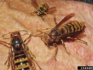 European-hornet