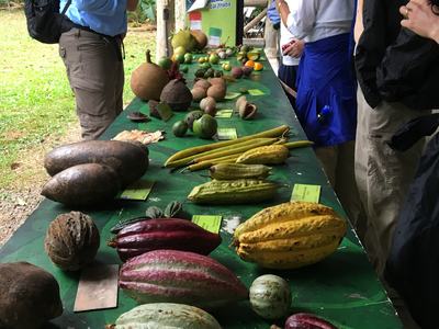 People stand beside a table displaying numerous tropical fruits.