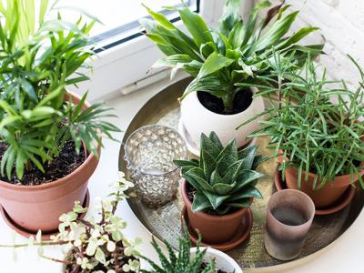 variety of air purifying houseplants
