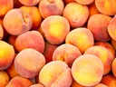 Picking a Peach, Peaches, NC Peaches, SC Peaches, Georgia Peaches, How Do You Know When a Peach is Ripe, Ripe Peaches, Farmers Market Peaches, Growers Market,