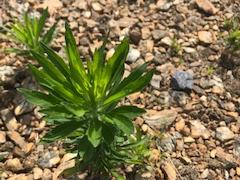 horseweed seedling