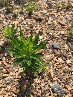 horseweed seedling
