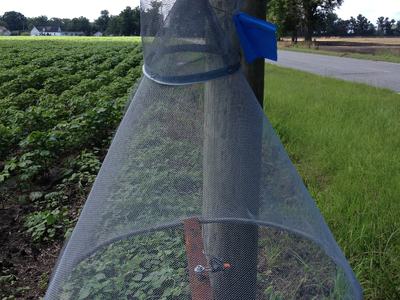 Cone-shaped mesh insect trap attached to a wooden pole beside a field road