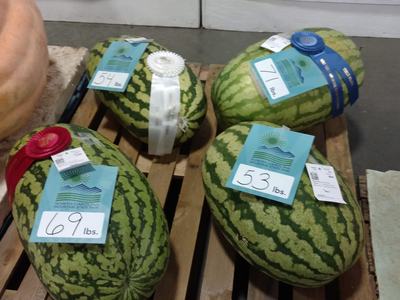 watermelons at the Mountain State Fair