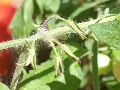 Dead tomato blossoms