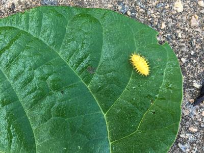 beetle on plant leaf