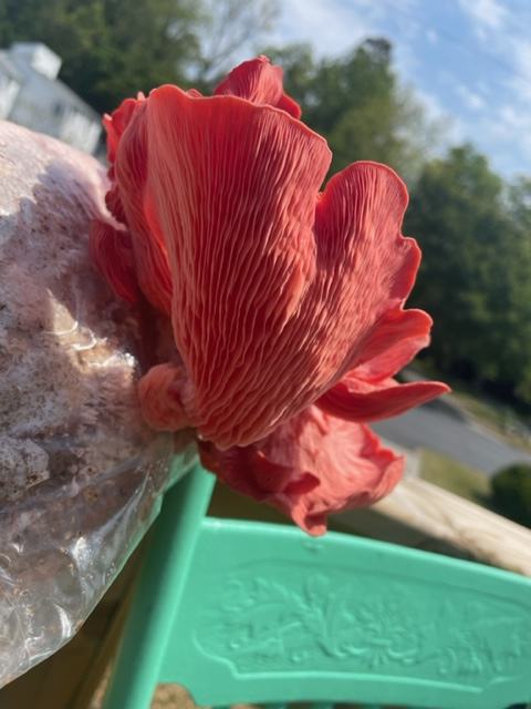 A. bright red mushroom grows up out of a plastic bag.
