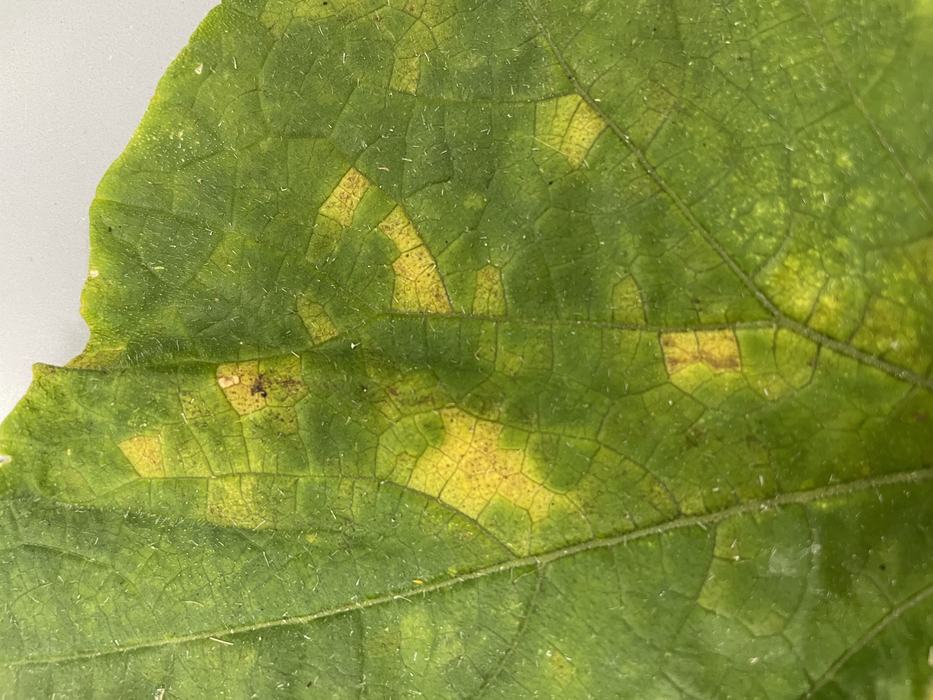 A broad green leaf with patches of yellow.