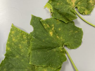 Cucumber downy mildew symptoms