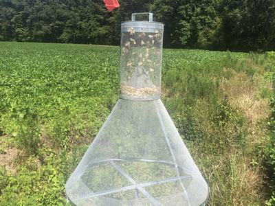 Mesh cone insect trap with red flag mounted in a grassy crop field.