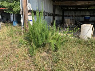 large cluster dogfennel
