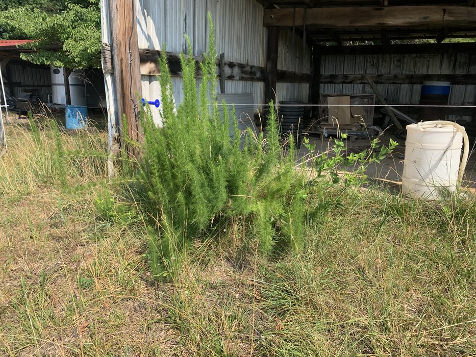 large cluster dogfennel