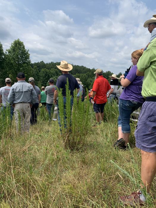 dogfennel surrounded by people