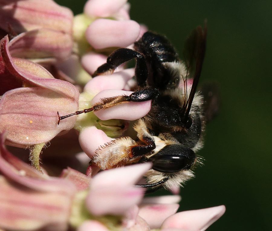 A bee on thick pink petals.
