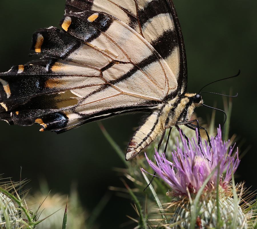 A butterfly on a flower with long thin petals.