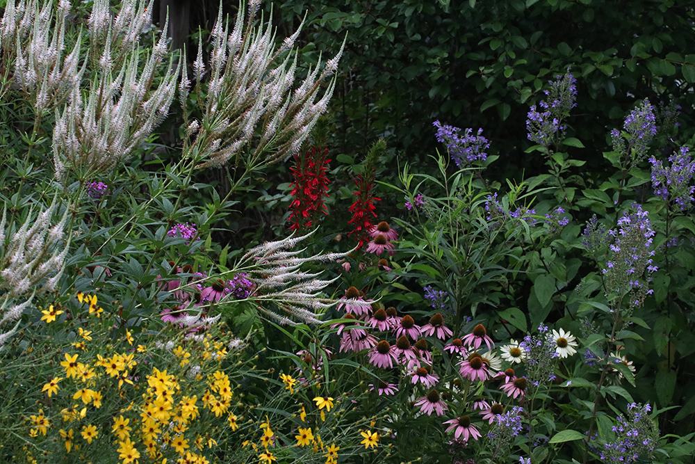 Mixed wildflower bed with yellow coreopsis, pink coneflowers, purple salvia and white plumes
