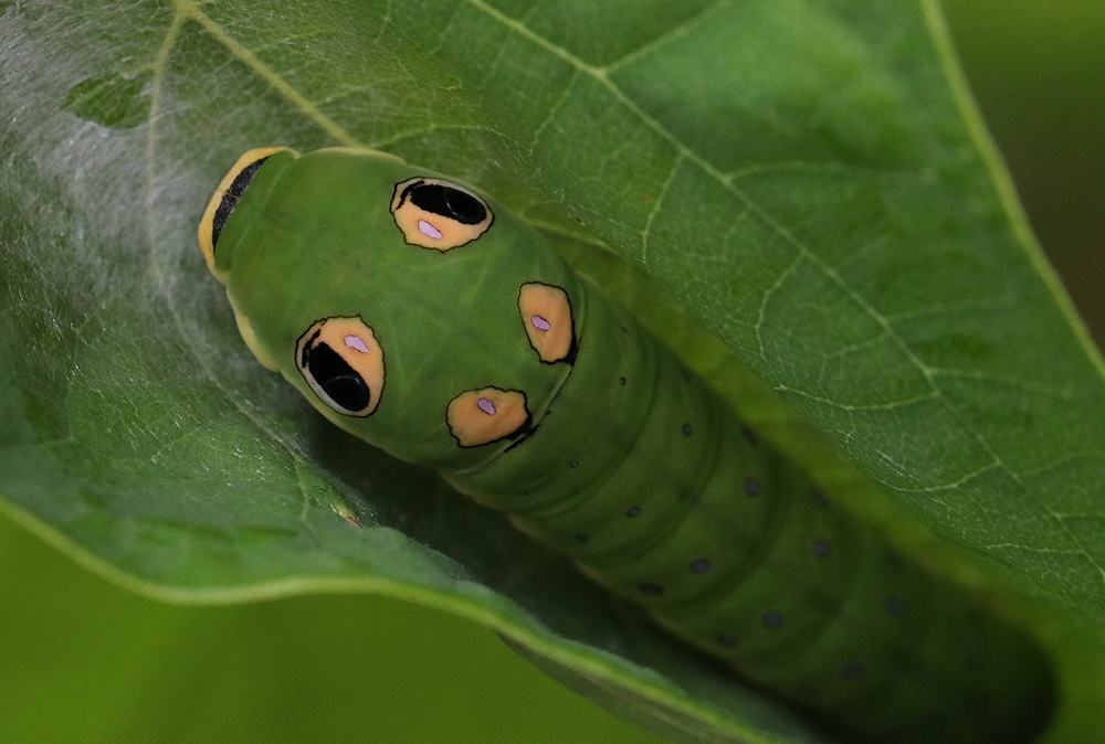 Green caterpillar with four eye-like markings positioned on a leaf