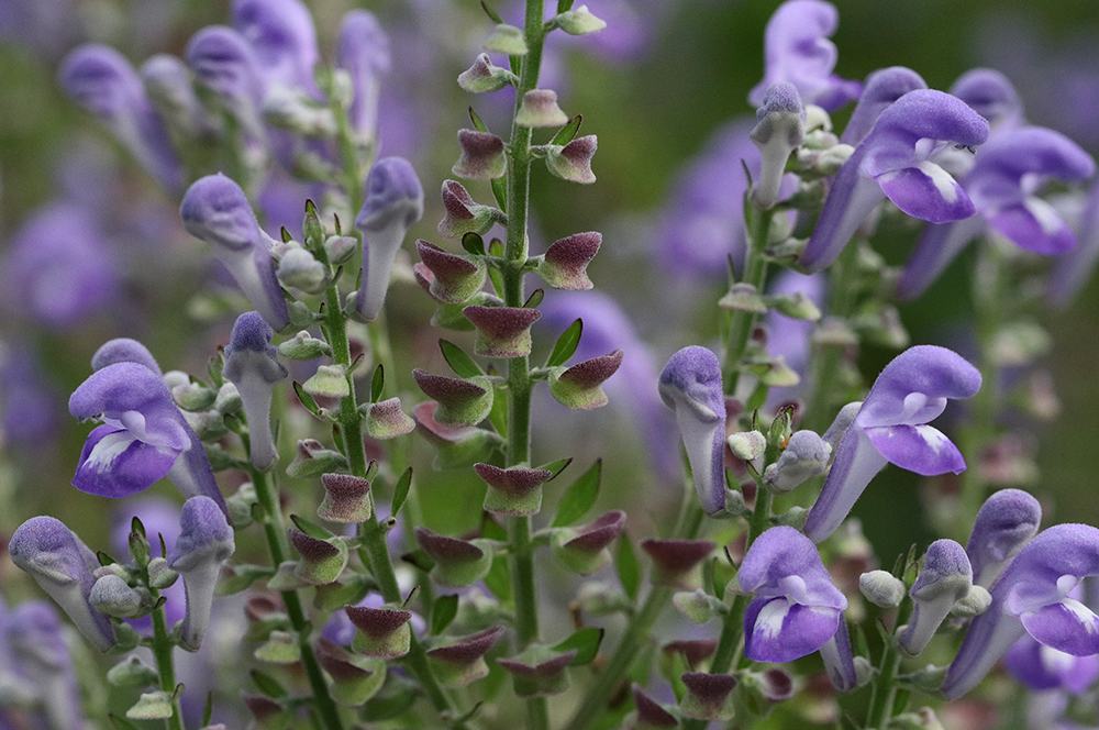 Cluster of purple skullcap flowers on upright green stems