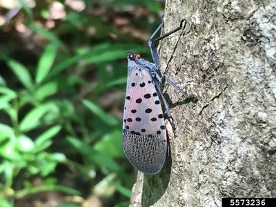 Spotted lanternfly on tree trunk with pink wings marked by black spots
