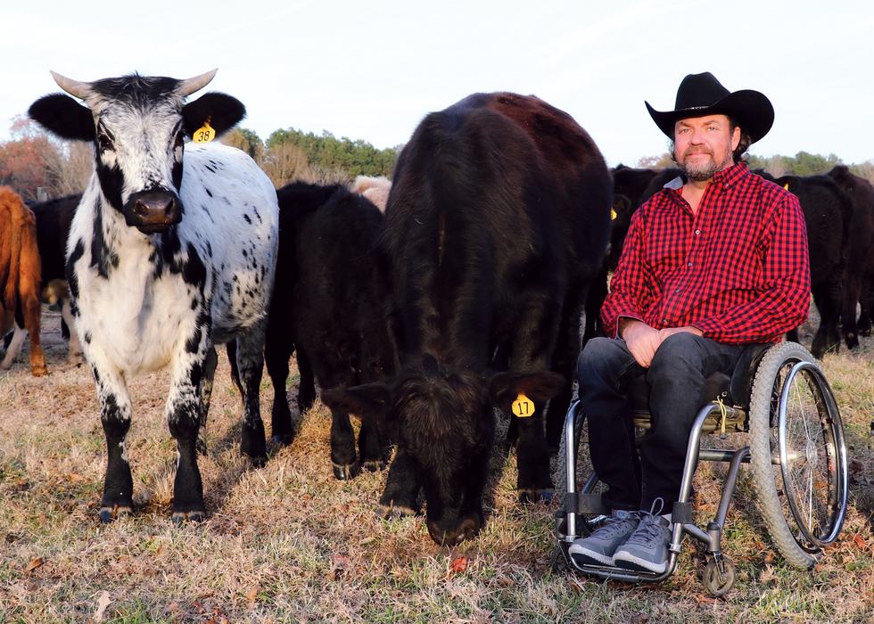 A man with a herd of cattle.