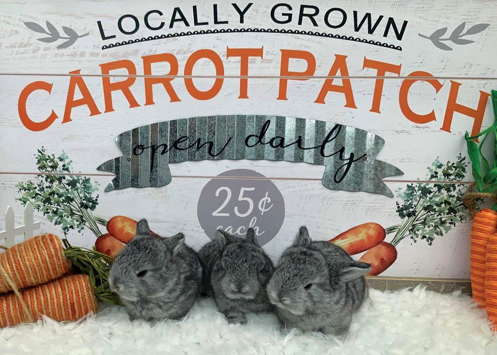 Three bunnies sit in front of a sign.