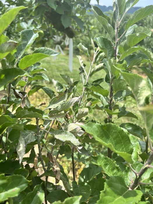 Powdery Mildew on Apple