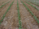 image of cotton planted into rye cover crop
