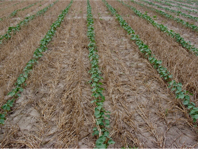 image of cotton planted into rye cover crop