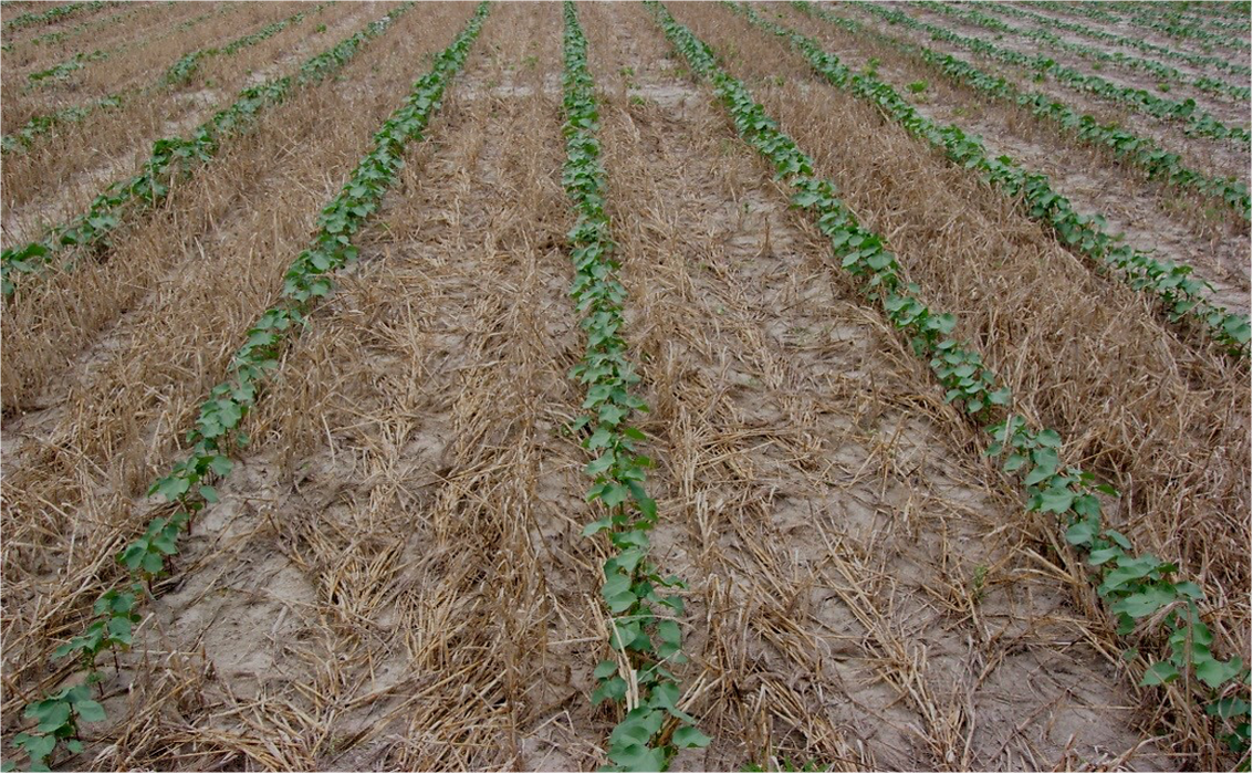 Cotton planted into rye cover crop