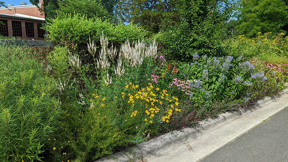 Curbside mixed wildflower bed with yellow, purple, pink blooms and tall grasses